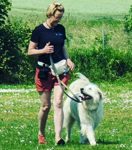 hundeschule
hundetraining