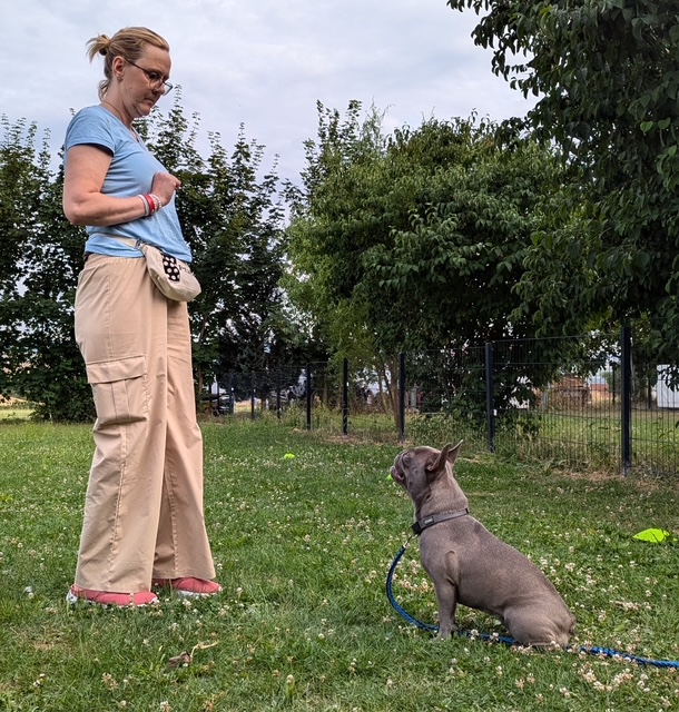 hundetrainierin
hundetraining
hundeschule